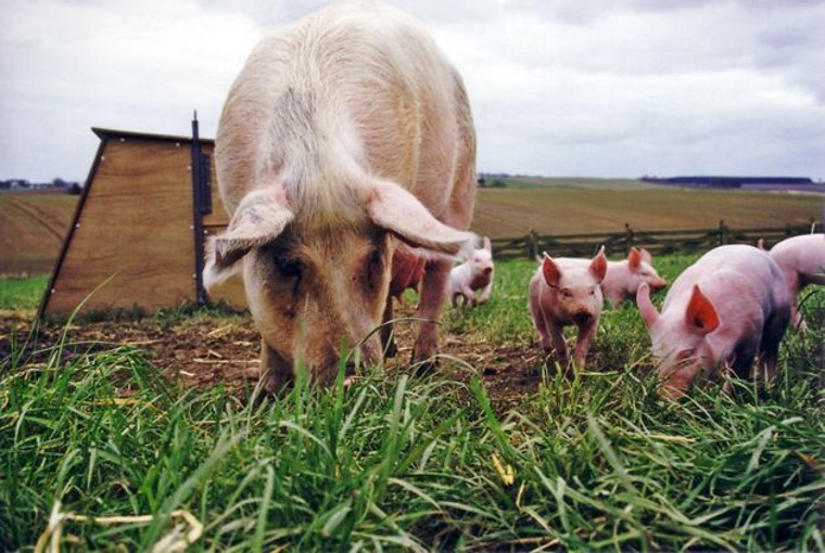 La industria porcina del Reino Unido reduce el uso de antibióticos en un 17%, según datos de AHDB