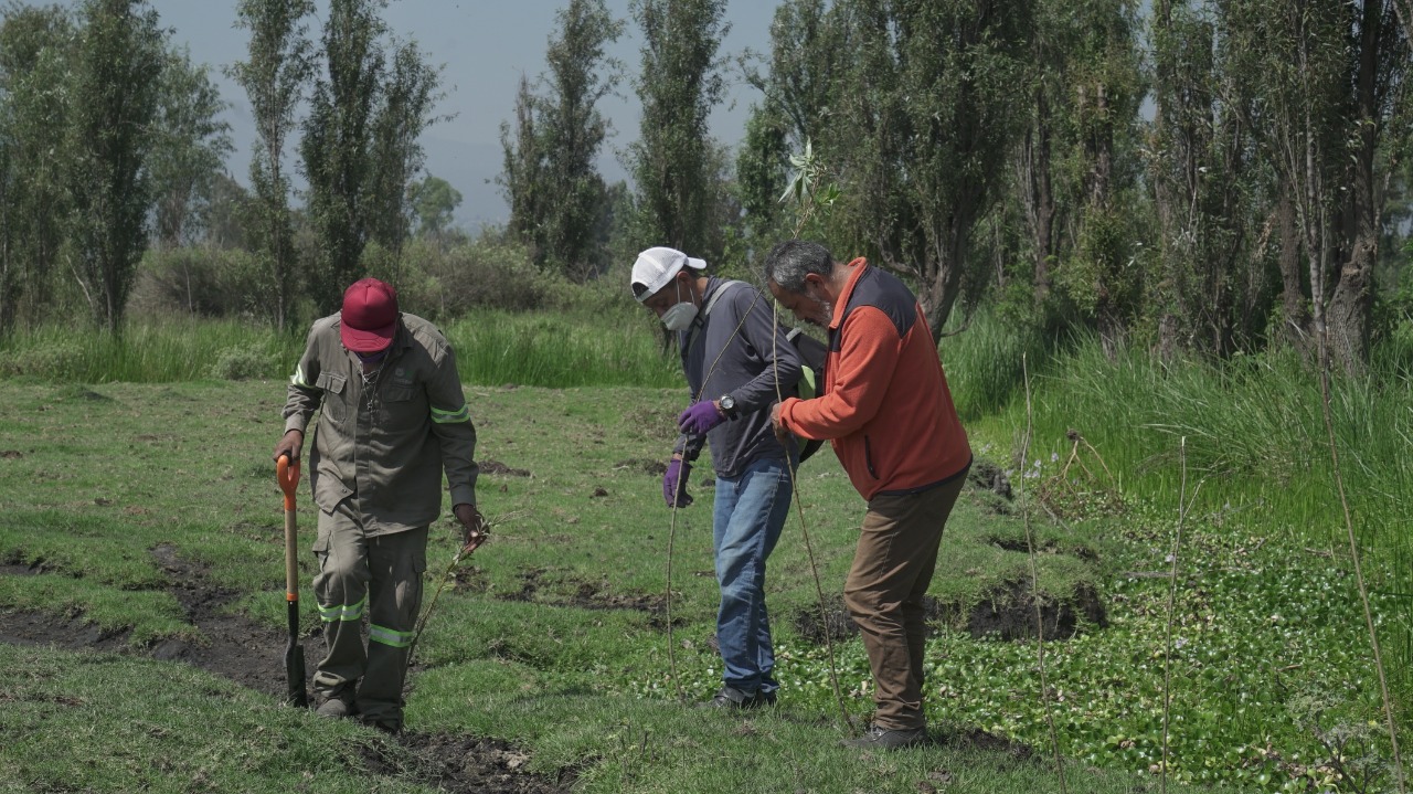 Es reforestada zona chinampera de Xochimilco