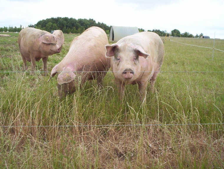 Las exportaciones de carne de cerdo del Reino Unido a EE.UU. alcanzan más de 14 millones de dólares, según AHDB