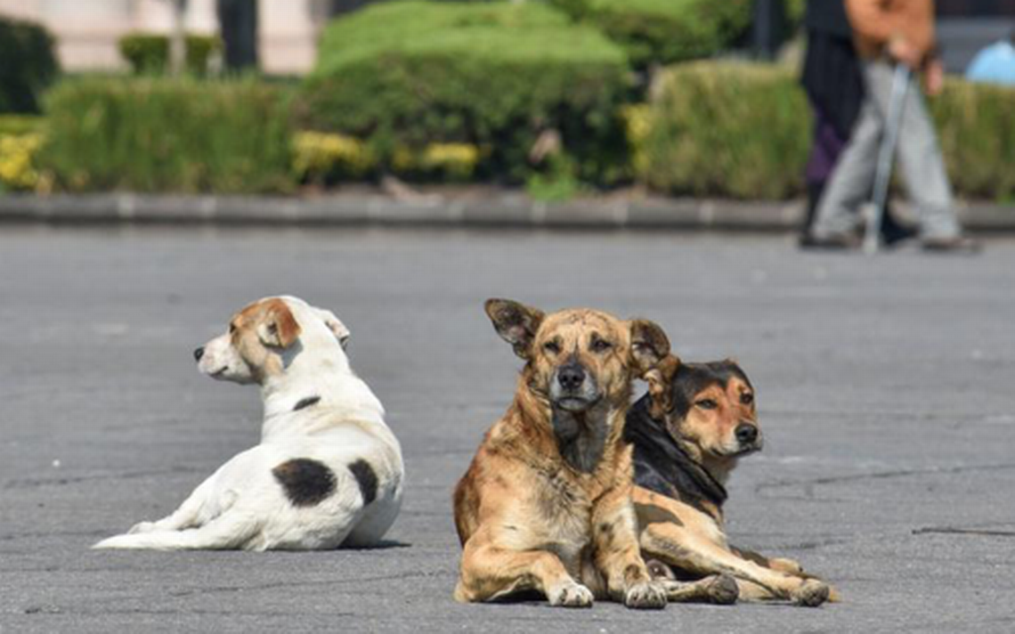 México, primer lugar en AL con perros callejeros