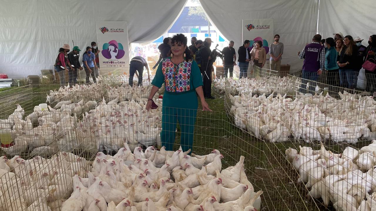 Clara Brugada pone en marcha el programa ‘Huevos en casa’, dotará de 10 gallinas ponedoras a 2 mil 500 hogares