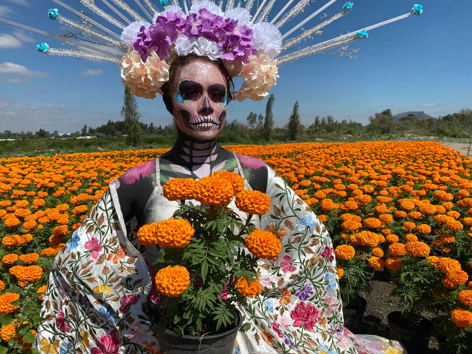 En Xochimilco millones de plantas de cempasúchil listas para temporada de  Muertos - NOTICIAS 