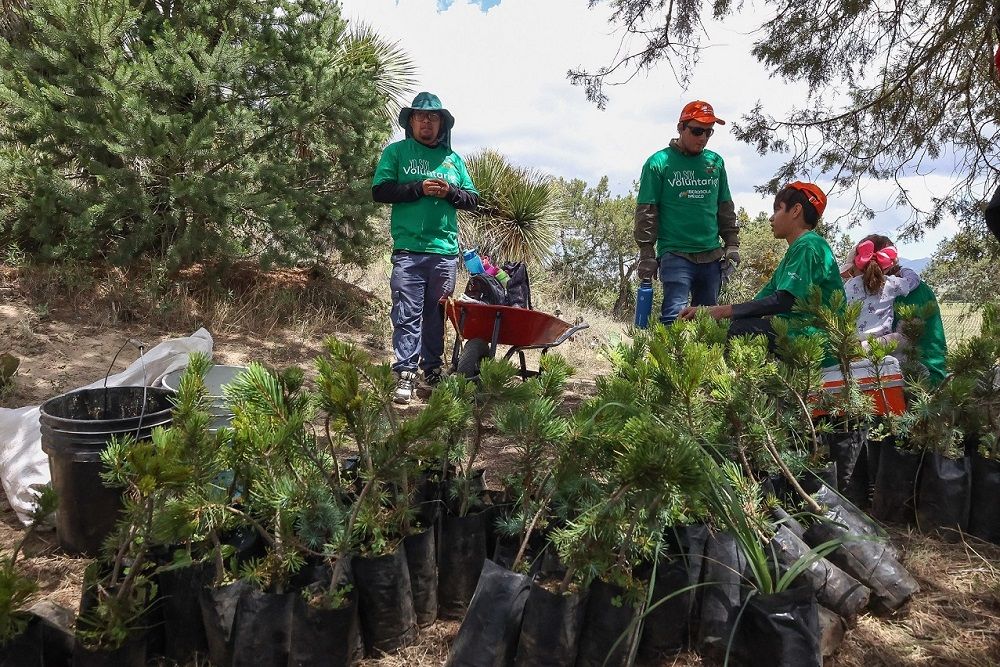Voluntarios de Iberdrola México plantan 7.000 árboles en cinco estados