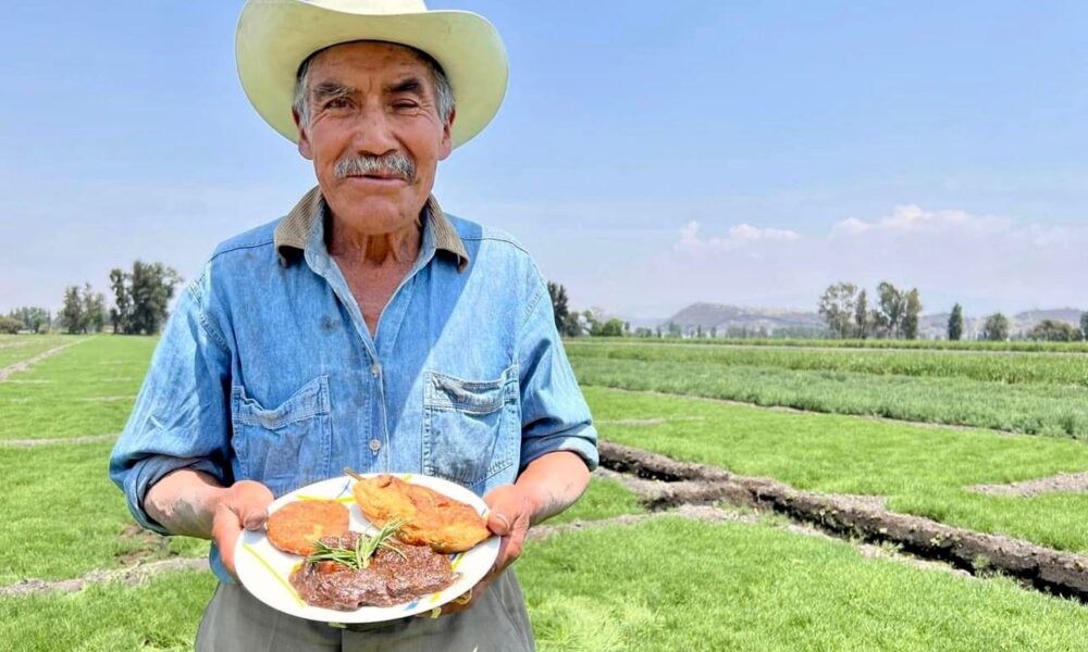 Tláhuac principal productor de romeritos, inicia cosecha Navideña