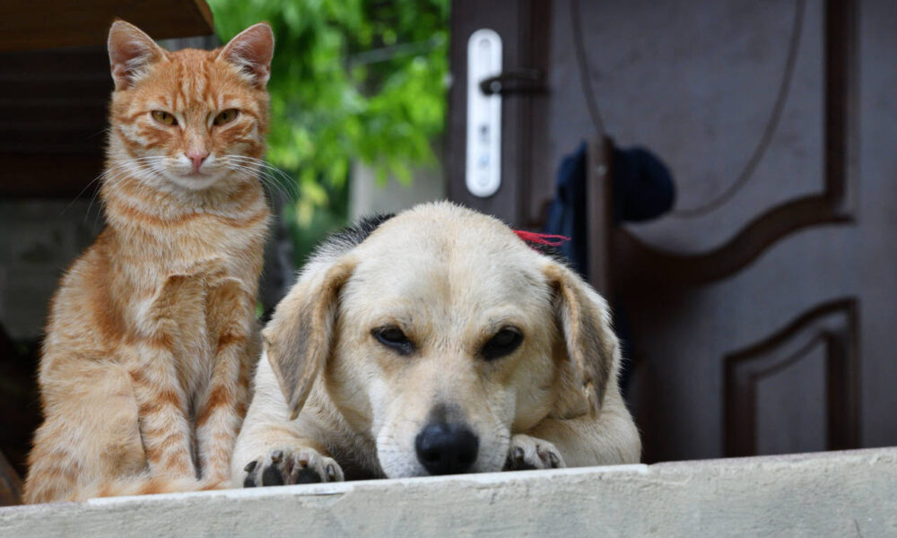 El 70 % de perros y gatos están en las calles
