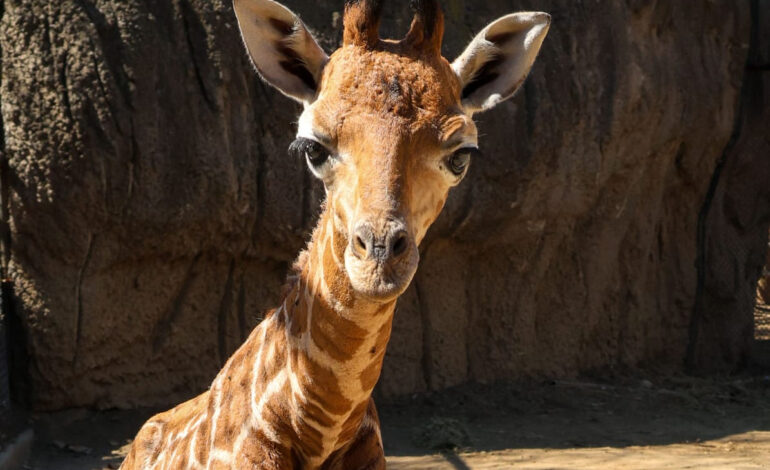 "Bartolomeo", el nombre de la jirafa macho nacida en Chapultepec