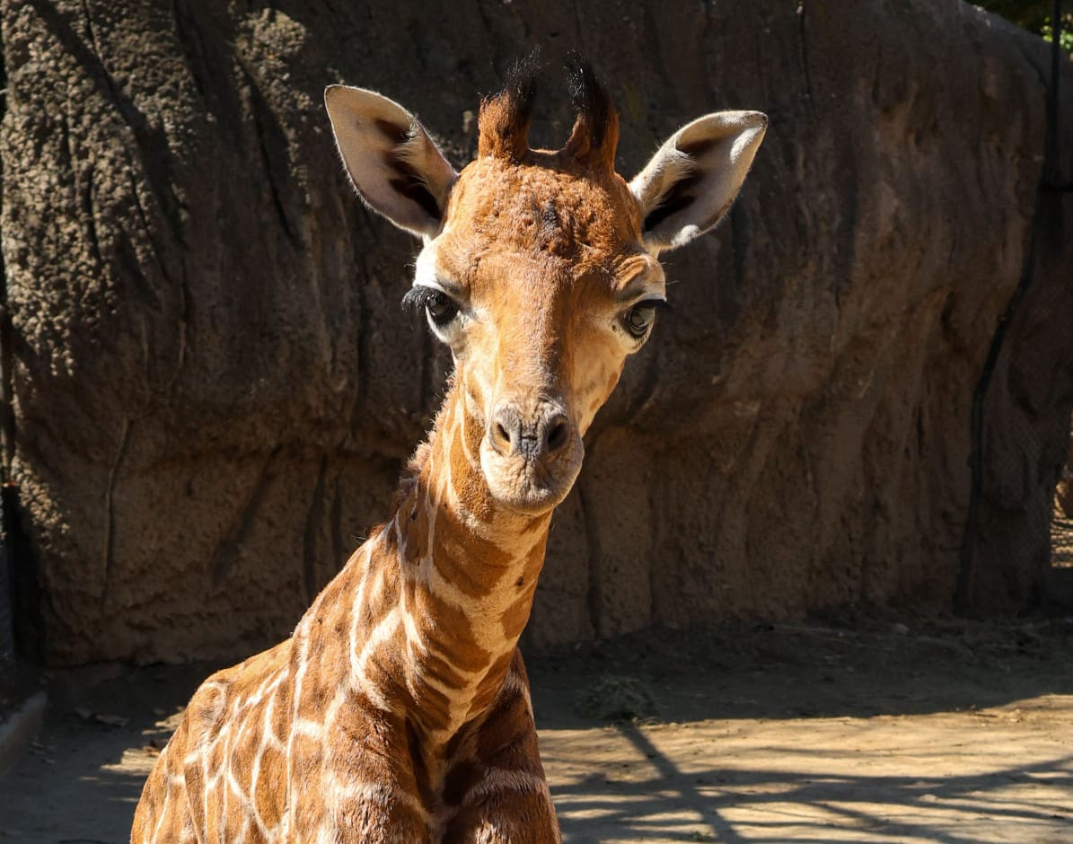 "Bartolomeo", el nombre de la jirafa macho nacida en Chapultepec