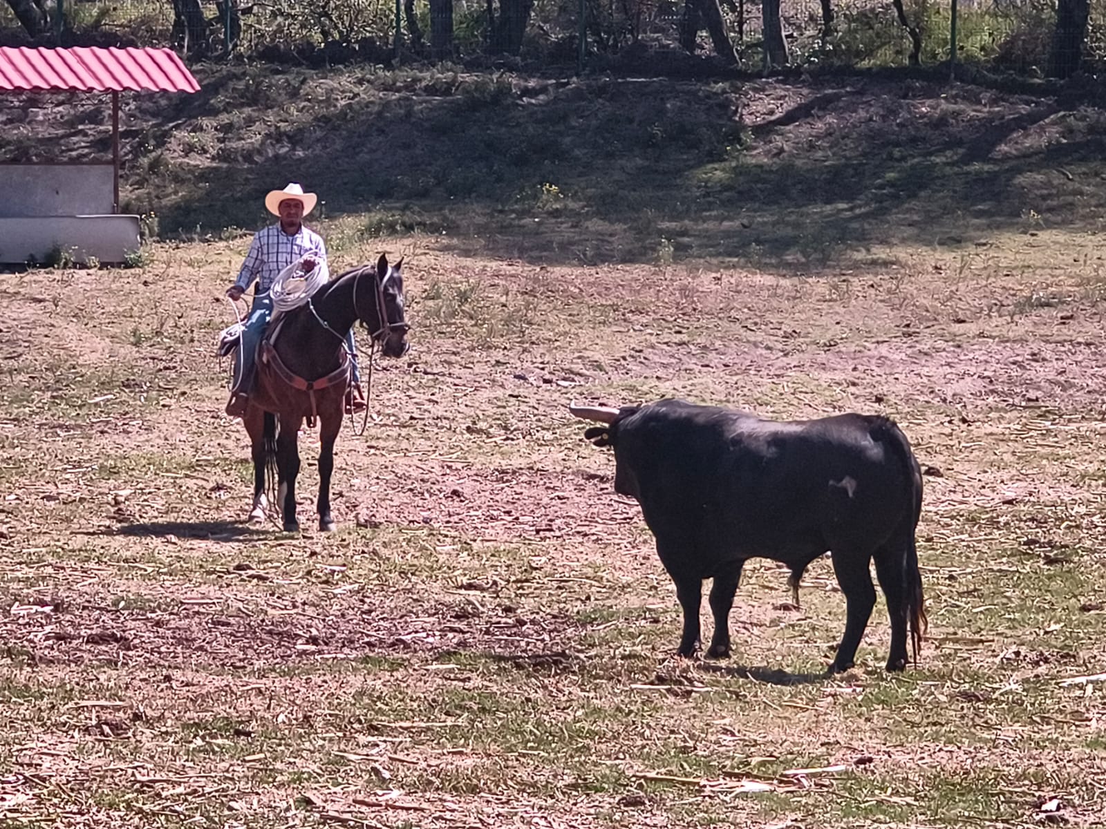 Ganaderos buscarán que las peleas de toros vuelvan a la Plaza México